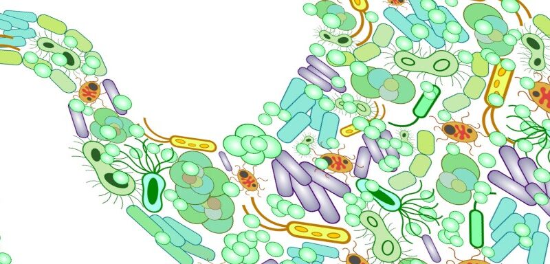 probiotic gut bacteria helps runners with running recovery
