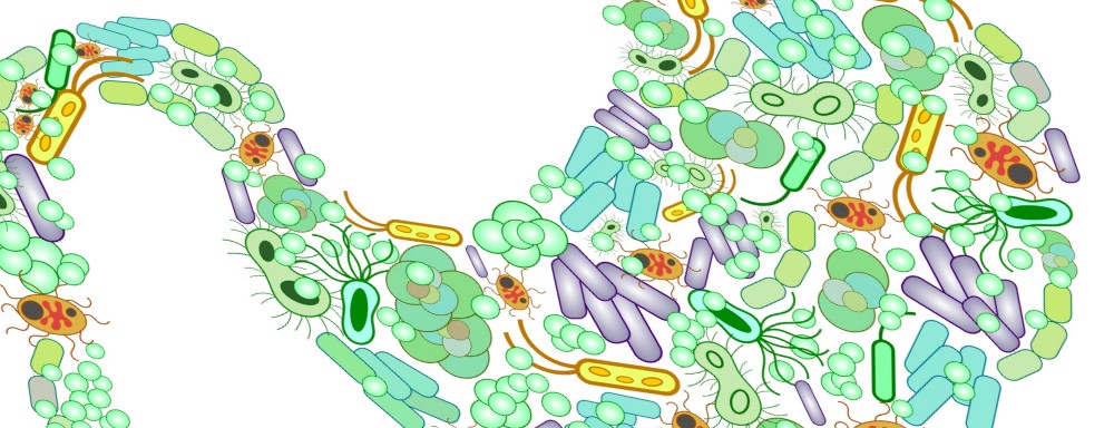 probiotic gut bacteria helps runners with running recovery
